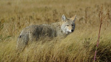 Types of coyotes - Hero