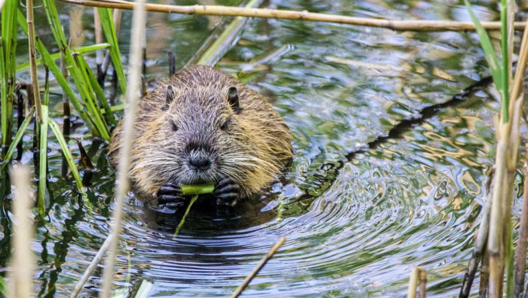 What do beavers eat - Hero