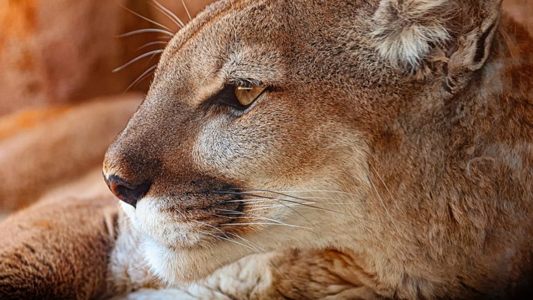 What eats a mountain lion - Hero