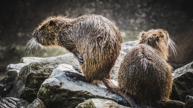 What eats beavers - Hero