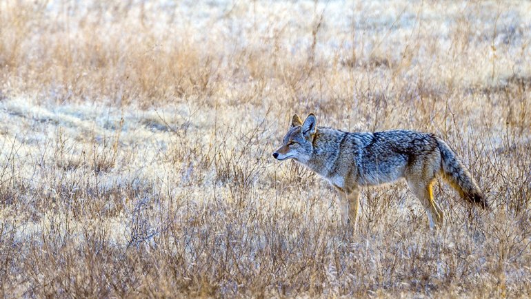 What eats coyotes - Hero