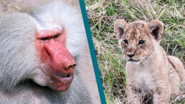 Why Do Baboons Steal Lion Cubs - Hero