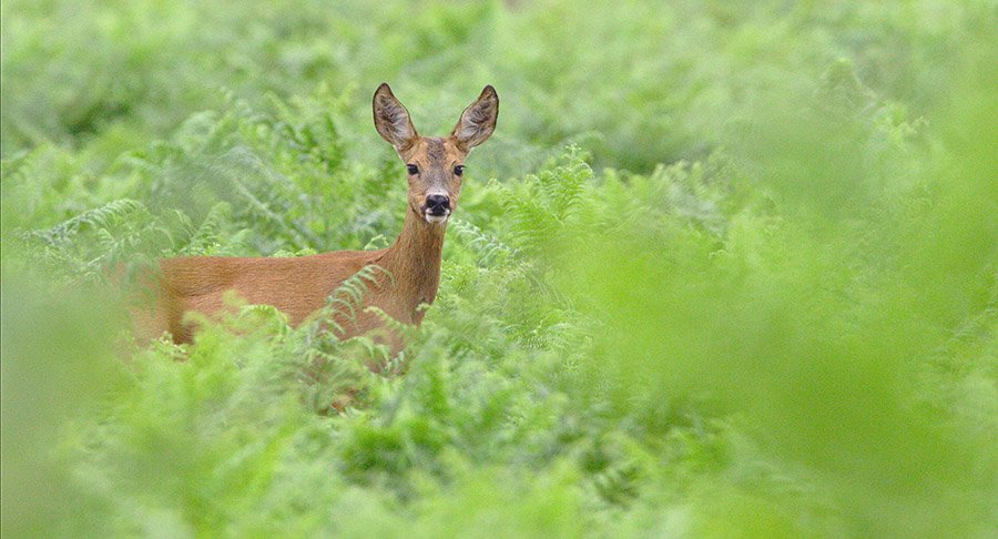 Young deer in ferns