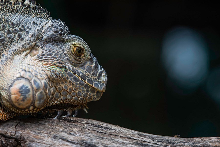 Iguana