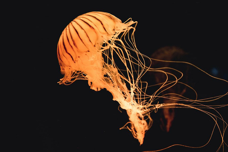 Jellyfish tentacles