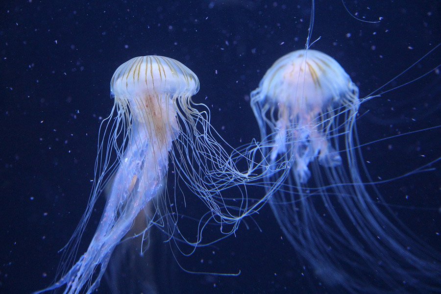 Jellyfish with long tentacles