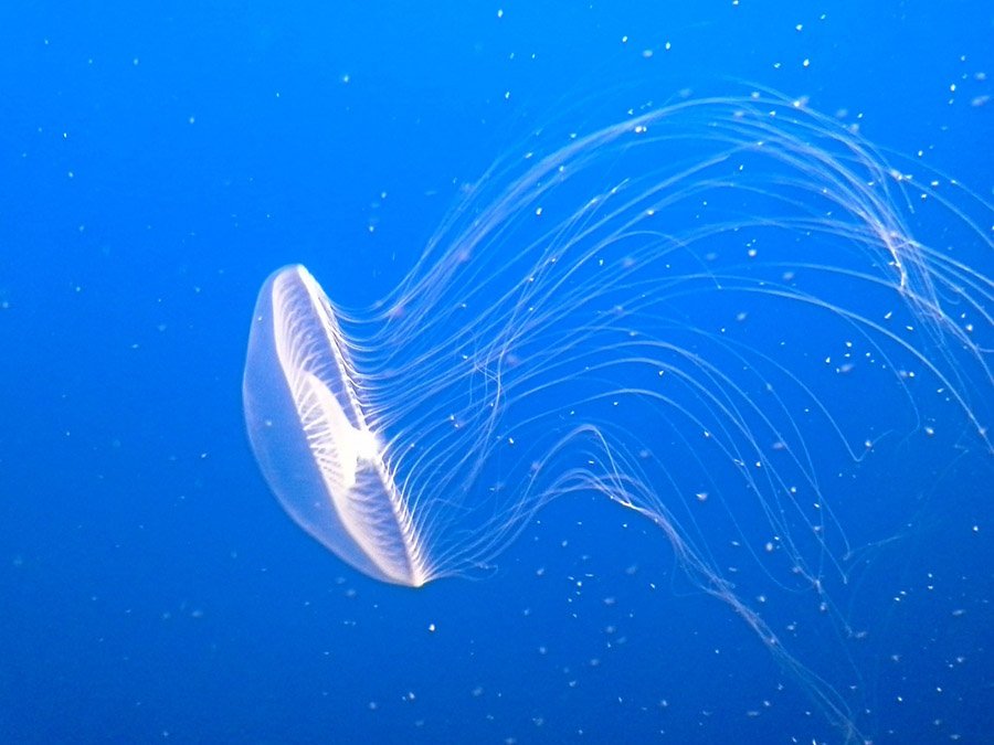 Jellyfish with food