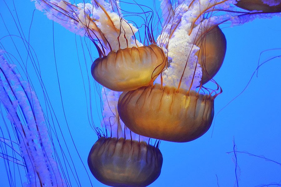 Jellyfish tentacles close up