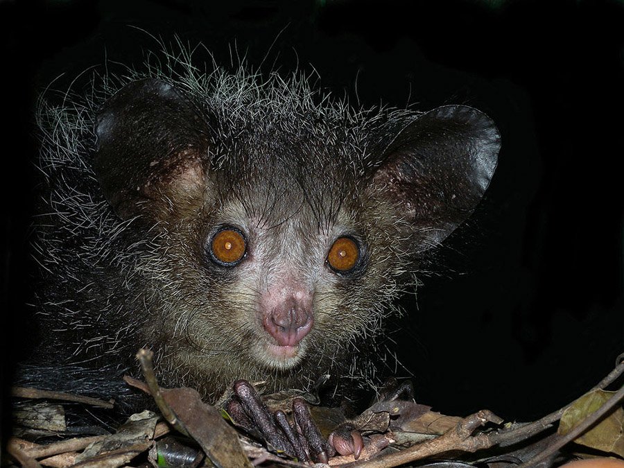 Aye-aye_(Daubentonia_madagascariensis),_Tsimbazaza_Zoo,_Madagascar