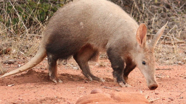 Aardvark Fact Sheet - Hero