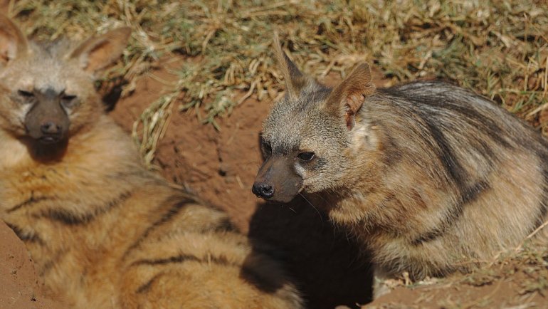 Aardwolf fact sheet - Hero