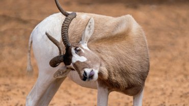 Addax fact sheet - Hero