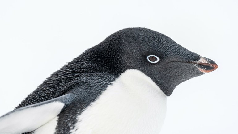 Adelie Penguin fact sheet - Hero