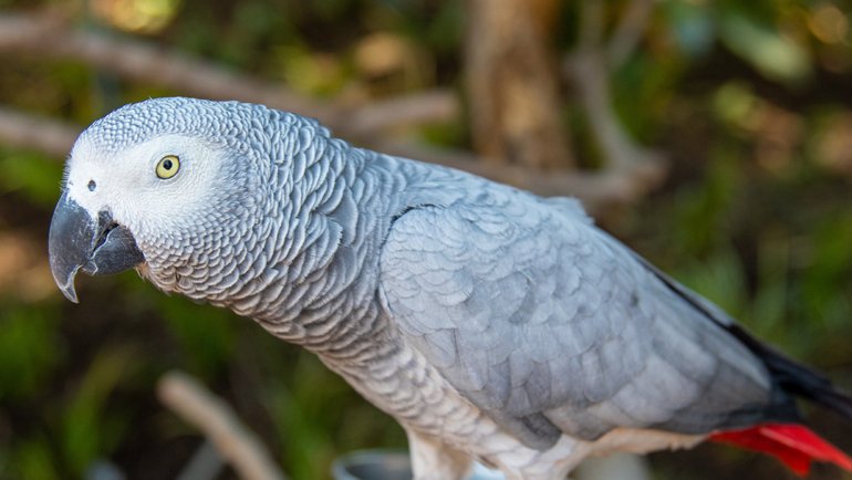 African Grey Parrot - Hero