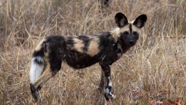 African Wild Dog sheet - Hero