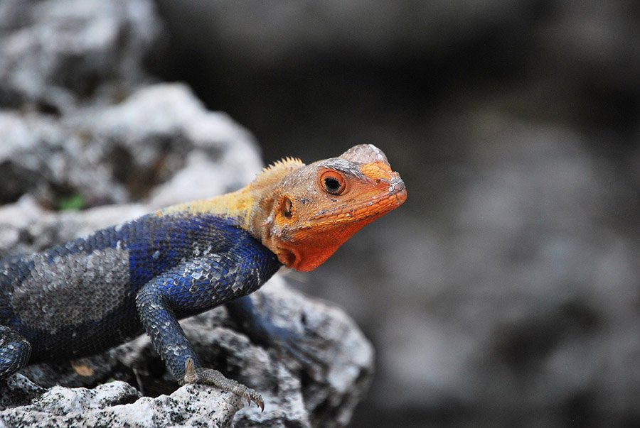 Agama Lizard orange head