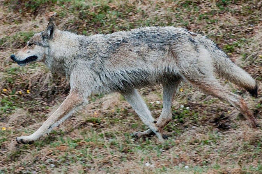 Alaskan Interior Wolf