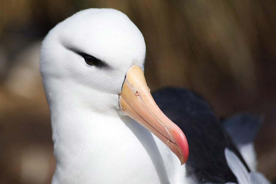 Albatross face