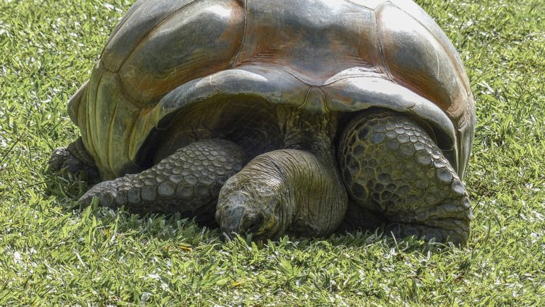 Aldabra giant tortoise on grass