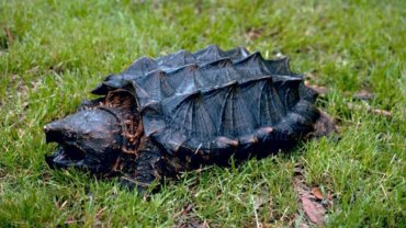 Alligator Snapping Turtle on grass