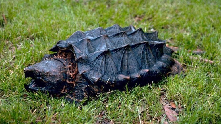 Alligator Snapping Turtle on grass