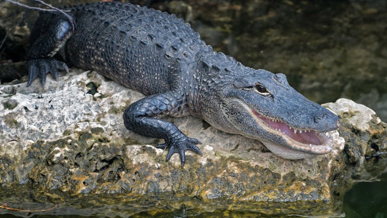 Alligator fact sheet - Hero