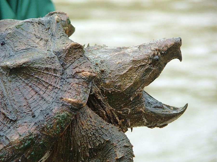 Alligator_Snapping_Turtle