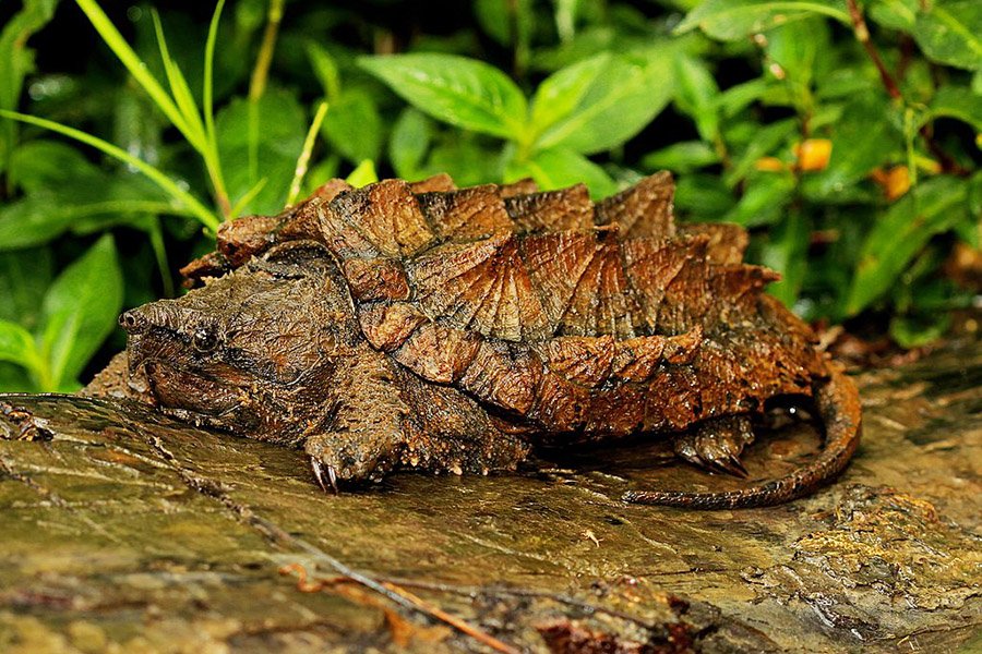 Alligator_Snapping_Turtle_(Macrochelys_temminckii)