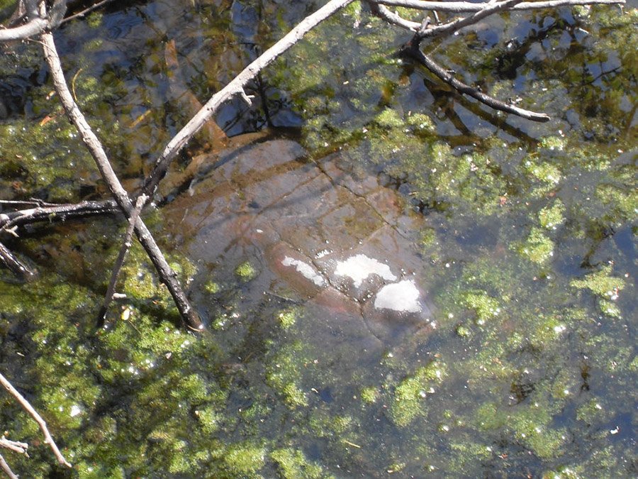 Alligator_snapping_turtle_massapequa_preserve