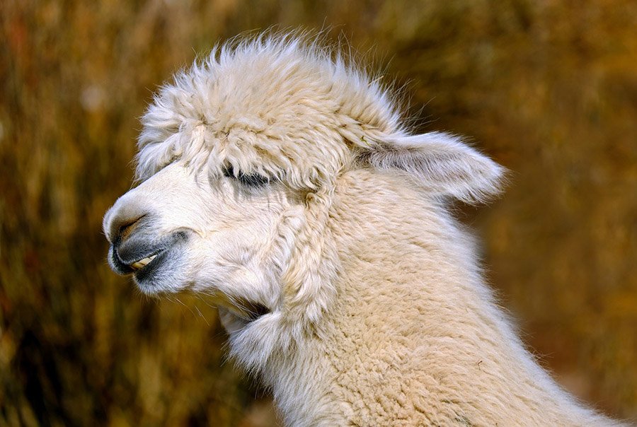 Alpaca head