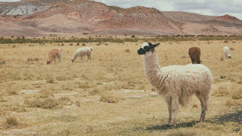 Alpacas in the Andes