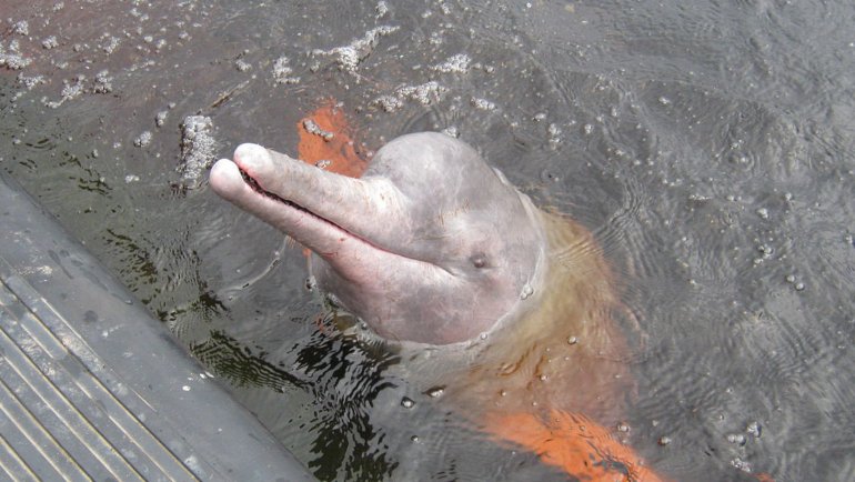 Amazon_river_dolphin_2