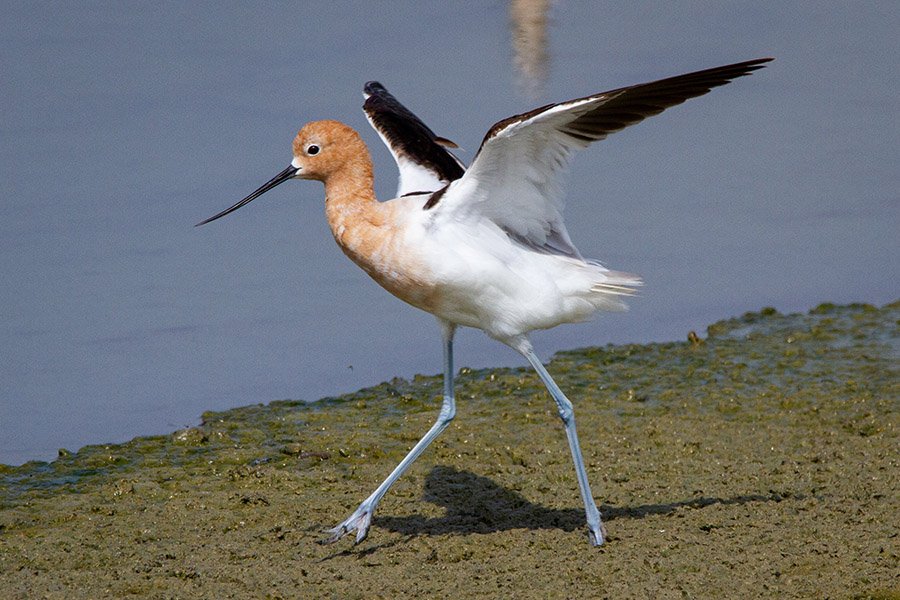 American avocet