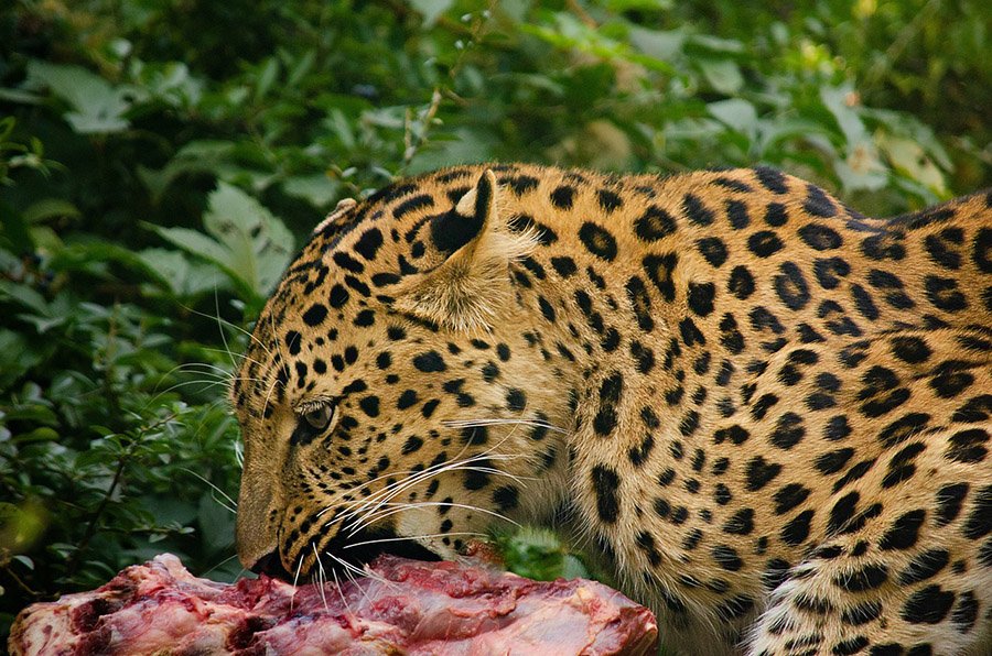 Amur Leopard eating