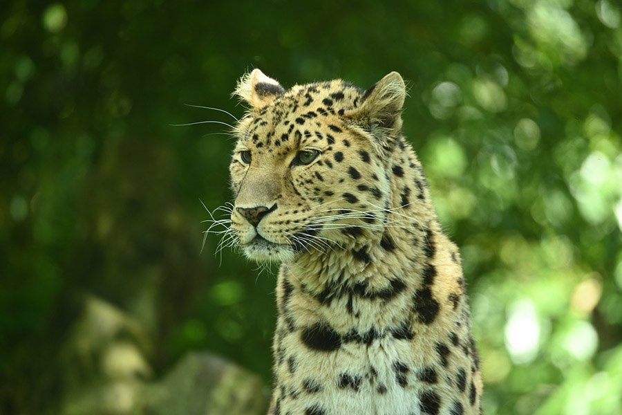 Amur Leopard portrait