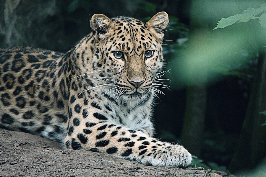 Amur Leopard relaxing