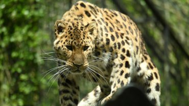 Amur Leopard sheet - Hero