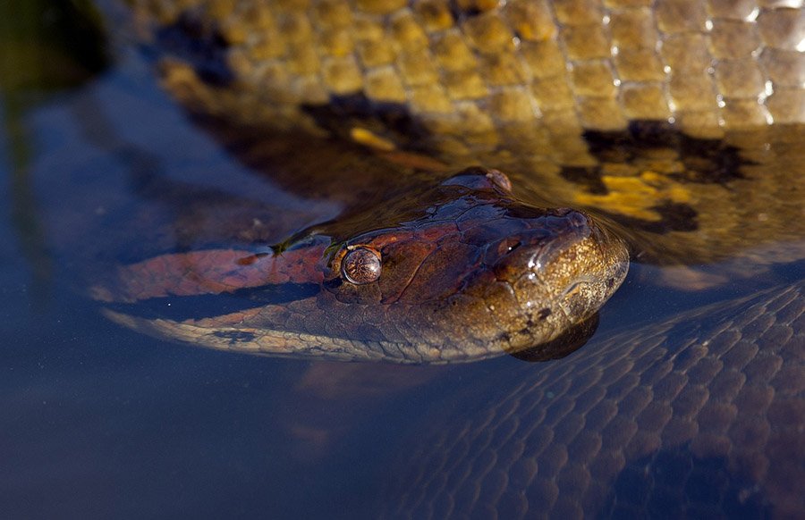 Anaconda head