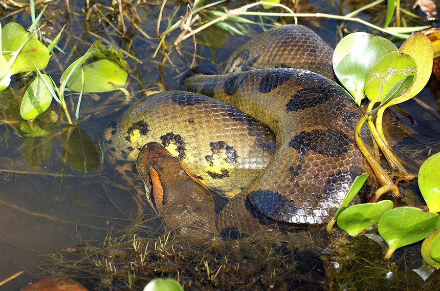 Anaconda in a swamp