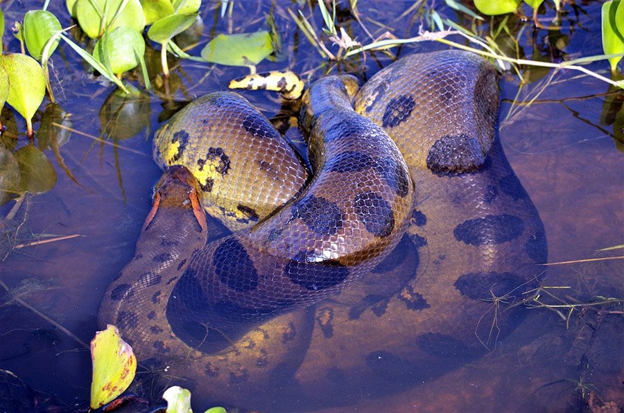 Anaconda in water