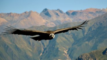 Andean condor flying