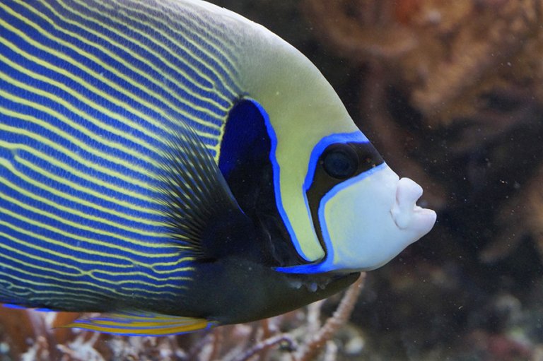 Angelfish Fishes