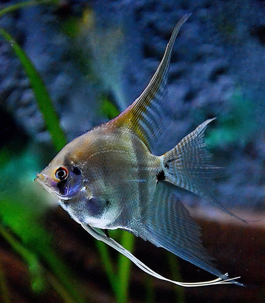 Angelfish portrait