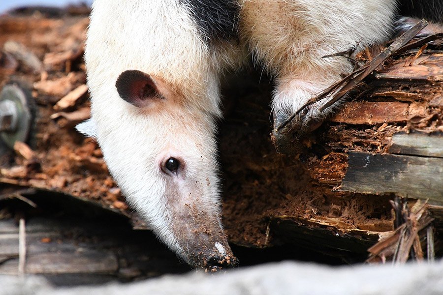 Anteater looking for food