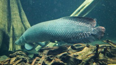 Arapaima - Hero