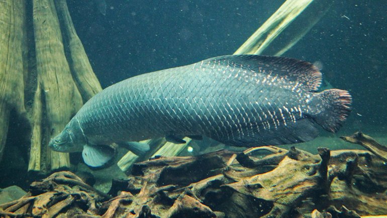 Arapaima - Hero