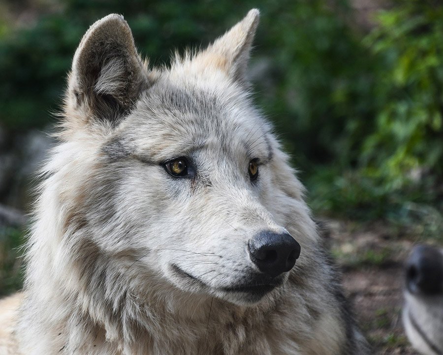 Arctic Wolf Eyes