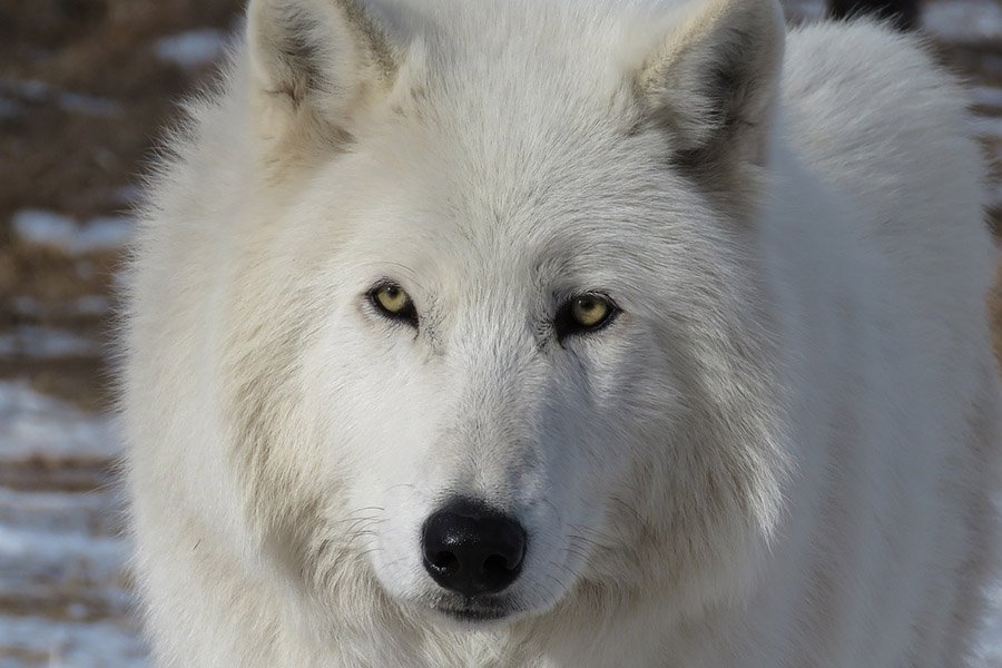 Arctic Wolf