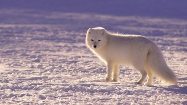 Arctic fox in the snow