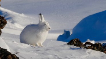 Arctic hare in snowy rocks